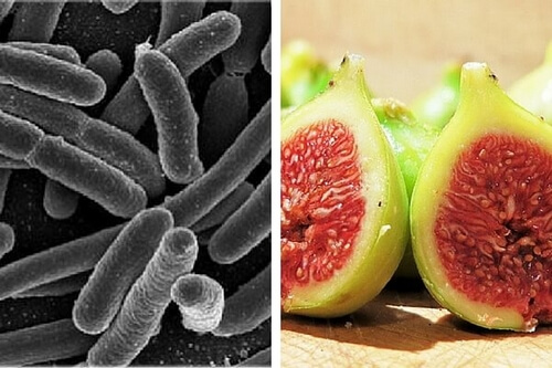 Bakterie w żołądku – wyeliminuj je sięgając po remedium z fig