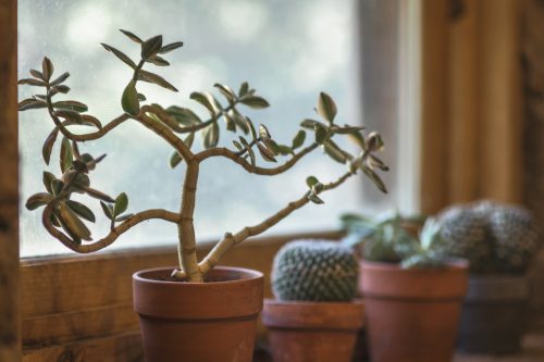 Rośliny w domu – 7 powodów, dla których warto je mieć!