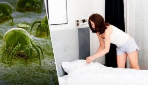 Roztocza w domu? – Pozbądź się ich na 7 sposobów