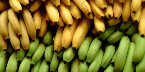 Banany i plantany – 3 różnice w wartości odżywczej