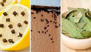 Natrętne insekty w domu? – Pozbądź się ich naturalnie!