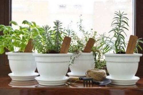 Zioła w Twoim domu - stwórz mały aromatyczny ogród