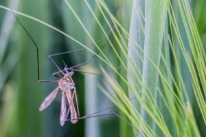 Sposób na komary - zwalcz szkodniki tymi 9 zapachami