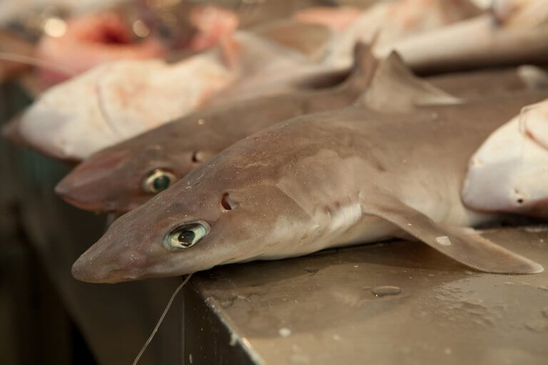 Żarłacz szary - szkodliwe ryby, których nie należy jeść