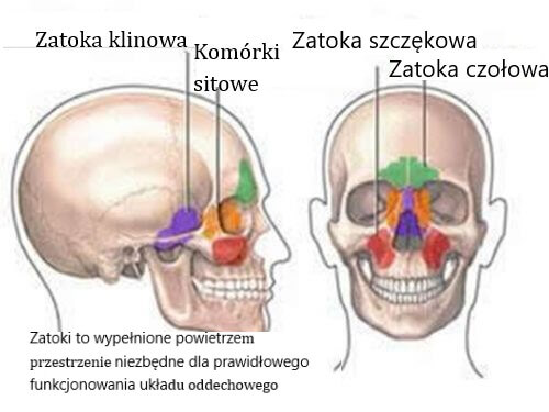 zatoki rysunek czaszki człowieka