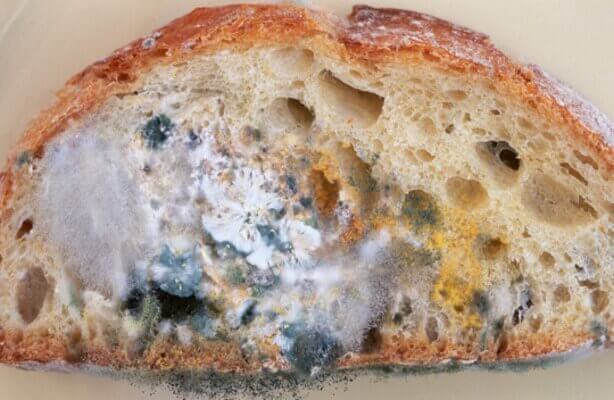 Chleb spleśniały