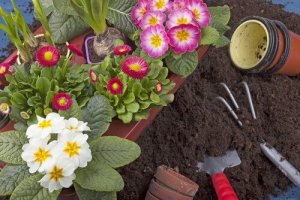 Rośliny, które możesz łatwo zasadzić w swoim ogrodzie