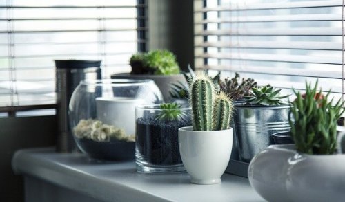 Sadzenie kaktusa – 5 różnych pomysłów