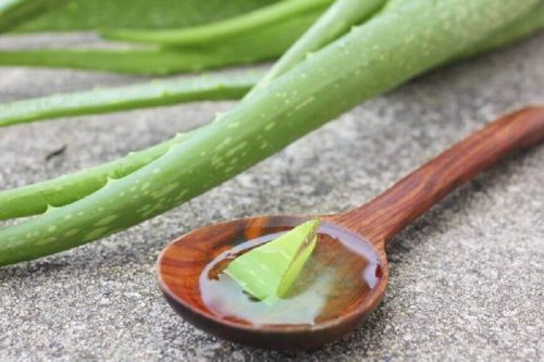 świeży aloes