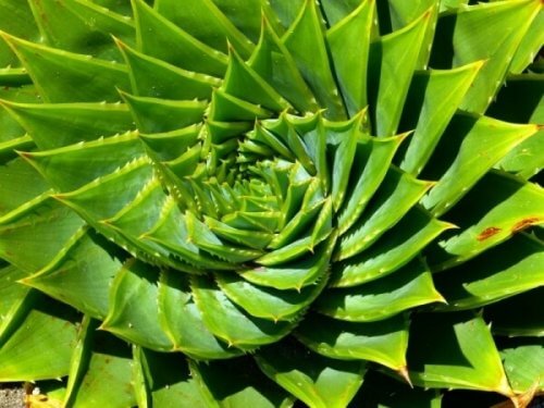aloes p[okrzywka