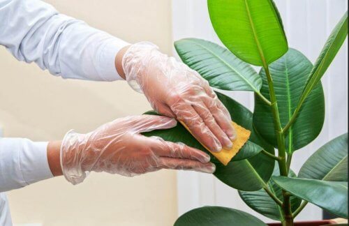 Liście roślin doniczkowych - jak je oczyszczać?