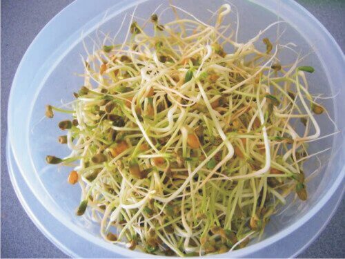 kiełki fasoli niebezpieczne jedzenie