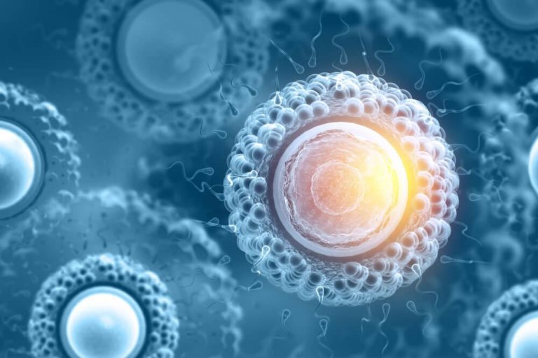 Komórki macierzyste – czym są i jakie mają zastosowanie?