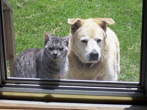 zwierzęta w domu pies i kot