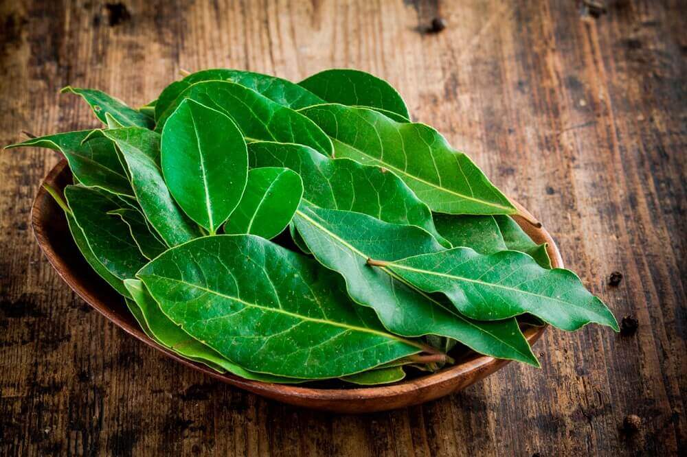 Świeże liście laurowe na flrgma