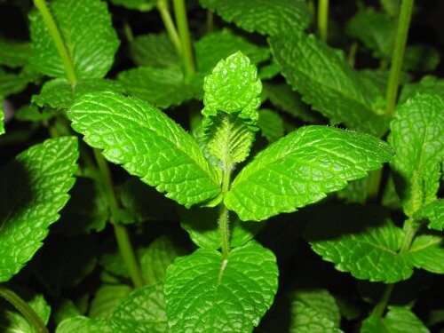 mięta ocet pomoże w zwalczaniu chwastów