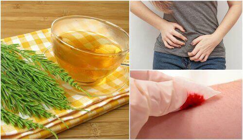 skrzyp - lekarstwo na wiele dolegliwości