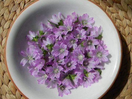 Prawoślaz na objawy bronchitu