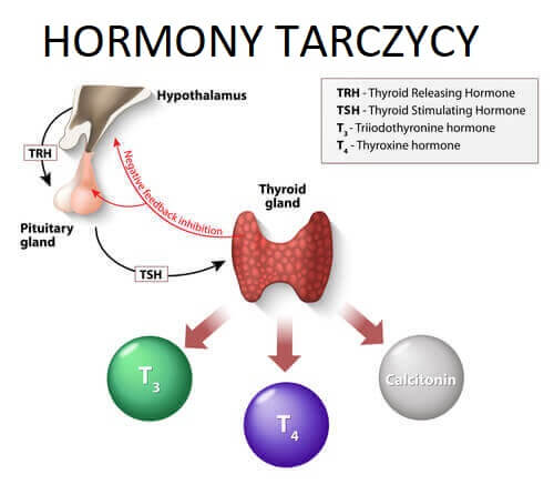 Hormony tarczycy