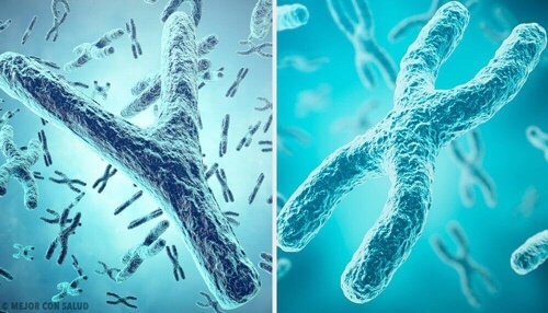 Determinacja płci – chromosomy X i Y