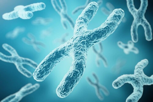 Procesy dezaktywacji chromosomu mogą przebiec na 2 sposoby.