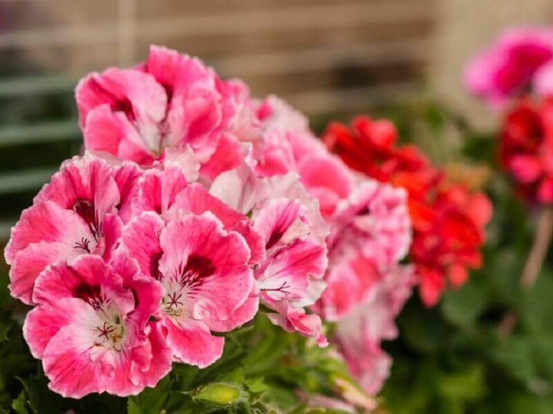 Kwiaty geranium