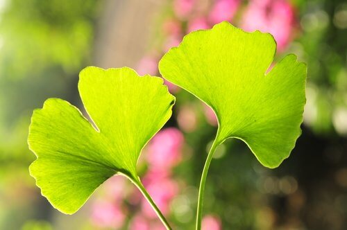 Liść ginkgo biloba