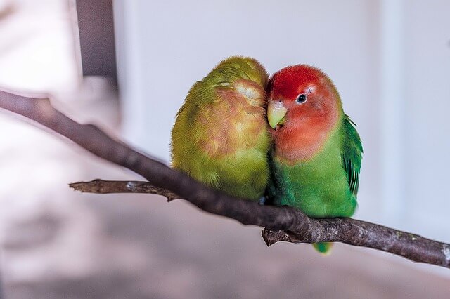 Papużki nierozłączki - związek idealny