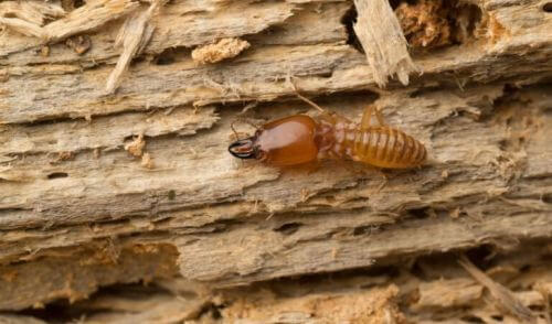 termity na drewnie