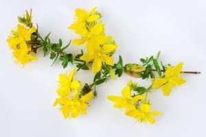 Dziurawiec: jakie płyną z niego korzyści zdrowotne?