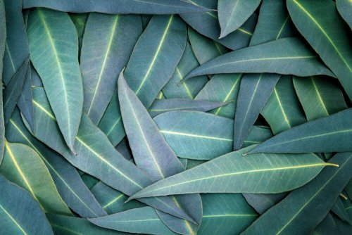 Eukaliptus – 5 sposobów na drogi oddechowe