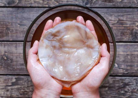 grzyb z herbaty kombucha