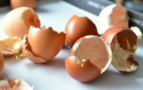 nawóz organiczny e skorupek jajek