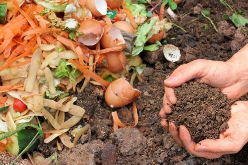 Nawóz organiczny - 5 rozwiązań dla Twoich roślin