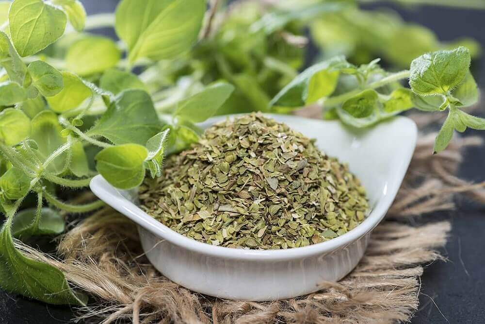 Świeże i suszone oregano