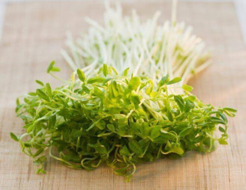 Odkryj upiększające właściwości lucerny!