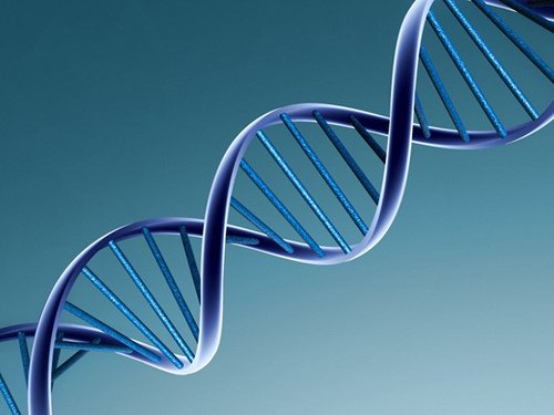 struktura DNA
