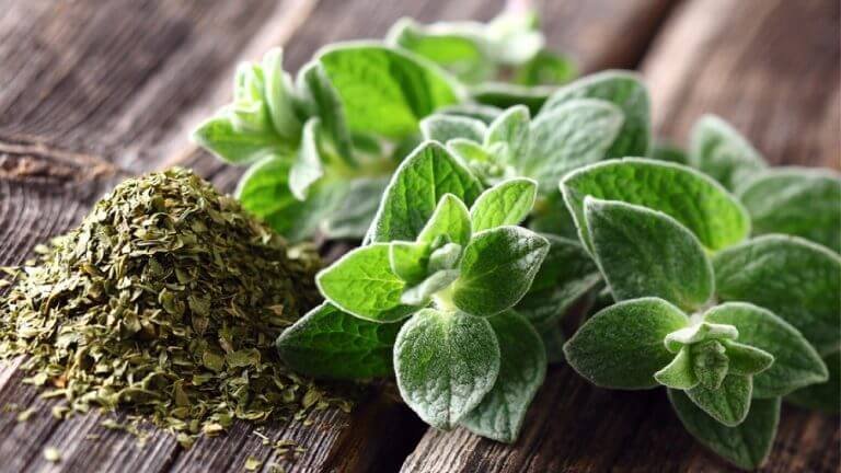 Liście oregano.