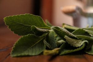 Boldo - naturalny lek na chorą wątrobę