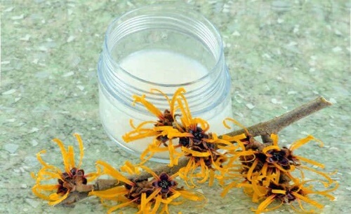 Stosuj napar oczarowy jeśli dokucza Ci zmęczenie nóg i stóp.