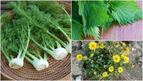 Rośliny jadalne – 8 takich, które Cię zaskoczą