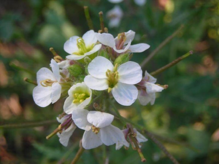 Dwurząd (Diplotaxis erucoides).