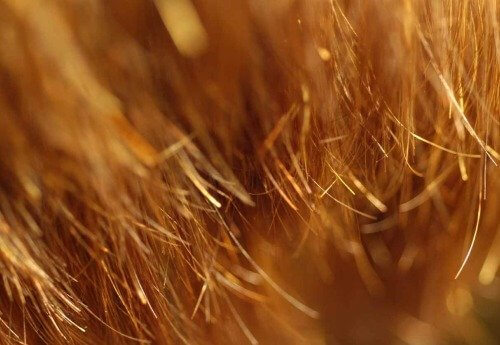 Rozdwojone końcówki włosów.