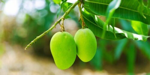 Liście mango