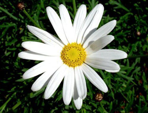 Margaretki