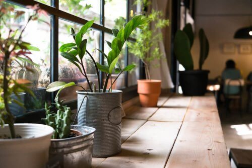 Rośliny w domu – jakie korzyści przynoszą dla Twojego zdrowia