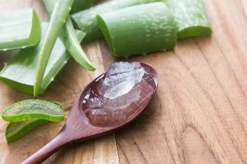 Aloes.