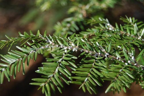 Białe muszki na roślinach - pozbądź się ich z octem