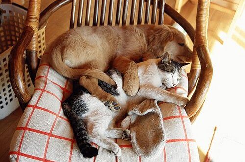 Kot i pies śpią na krześle