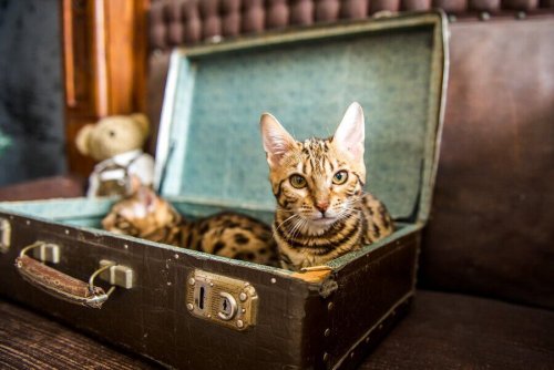 Kot w walizce, czyli oryginalne legowisko dla zwierzęcia